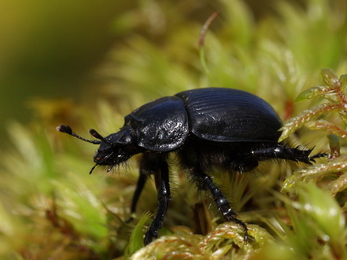 Dor beetle and moss