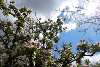 Elmdon Manor blossom George Green