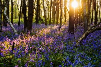 Photo comp 2018 Bluebell dawn Chris Day