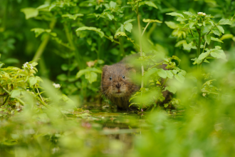 Water Vole Credit Terry Whittaker 2020VISION