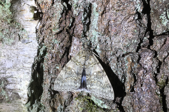 Moth Night 2019 Wappenbury Wood, Clifden Nonpareil Credit Paula Irish