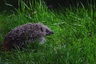 Hedgehog-in-grass