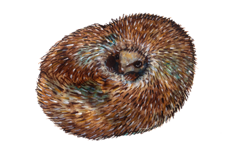 Curled-Hedgehog-Illustration
