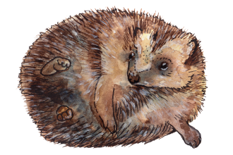 Open-Hedgehog-Illustration