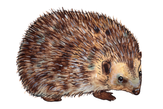 Standing-Hedgehog-Illustration