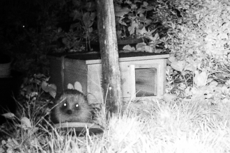 Hedgehog captured on the wildlife camera in Vicky's garden!