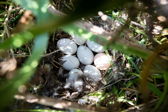 Wappenbury nest of eggs Vicky Page