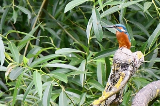 Kingfisher, River Leam, Dave Atkinson