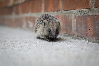 Hedgehog by urban wall Credit Tom Marshall