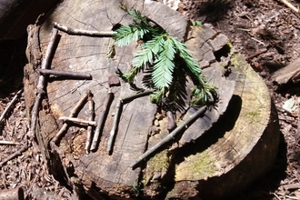 The word 'FAiry' made from sticks