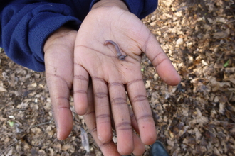 worm in child's hand