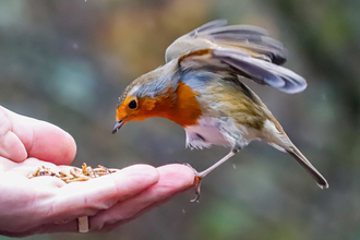 Robin perched on a hand