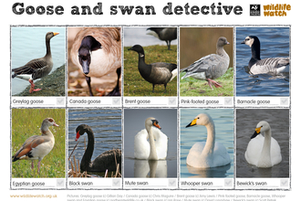 Goose and swan spotter sheet