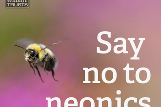 No to Neonics