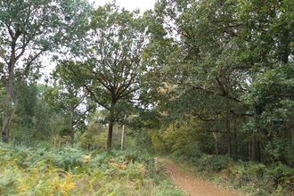 Path through Wappenbury Wood