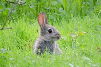 Baby rabbit credit Esther Lewis