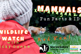 Wildlife Watch - Mammals. Education manager, Vicky Dunne, watching 2 Foxes