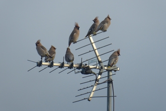 Waxwings in Rugby