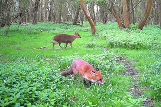 Fox and muntjac 