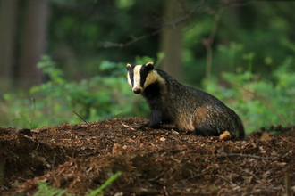 Badger. Jon Hawkins. Surrey Hills Photography