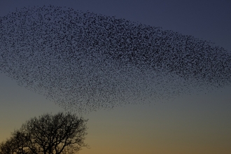 Large Starling (Sturnus Vulgaris) roost at sunset - Danny Green-2020VISION