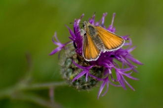 Small skipper butterfly. Zsuzsanna Bird