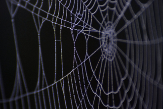 Spider's Web on black background