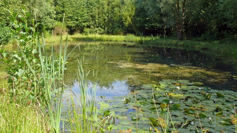 Cock Robin Wood pond