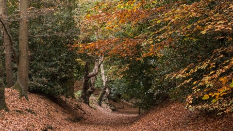 Kenilworth Common Autumn Landscape