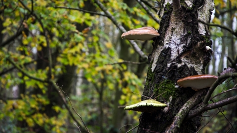 Fungi and tree at Earlswood Moathouse Alex Murison