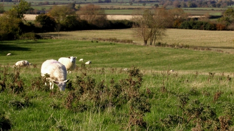 Radway Meadows sheep grazing