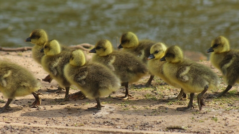 Goslings in a line