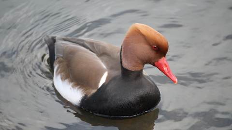 A drake red-crested pochard swimming. It's a striking duck with a black breast, brown back and head, fiery orange crown and bright coral red beak.