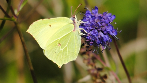 Brimstone butterfly. Amy Lewis