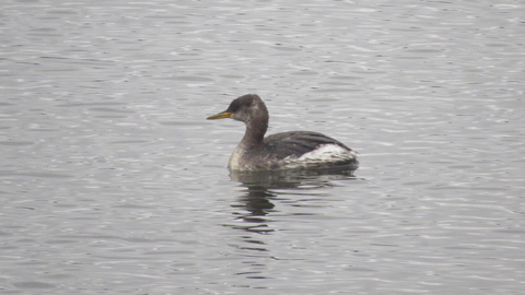 A red-necked grebe in its dusky winter plumage, drifting along a lake