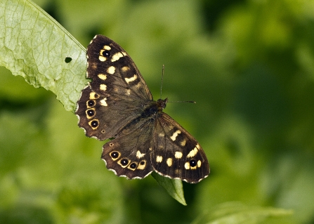 Speckled wood Credit Friends of the River Arrow