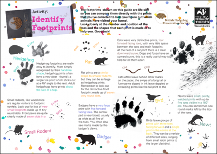 Hedgehog-How-To-Identify-Footprints-Thumbnail
