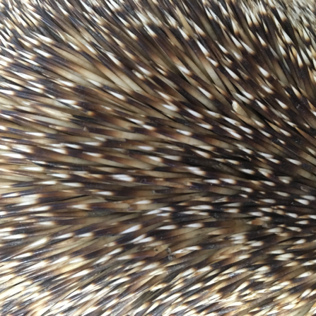 Hedgehog-Spines-Pic