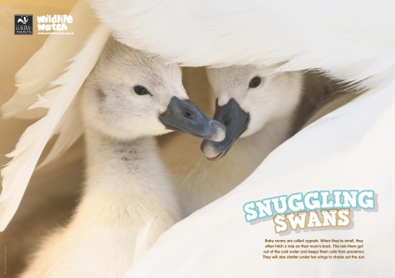 WildlifeWatch Issue 93 Poster Snuggling swans