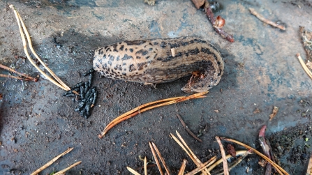 Leopard slug credit Su Hartland Smith
