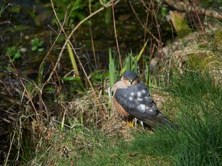 Sparrowhawk at Garden Pond Kay Reeve