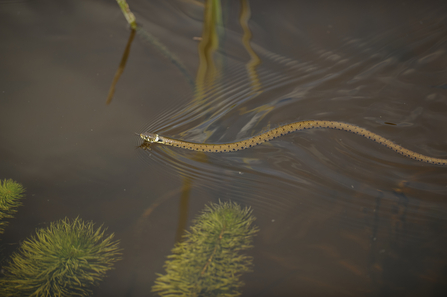 Grass snake swimming (c) Terry Whittaker 2020VISION