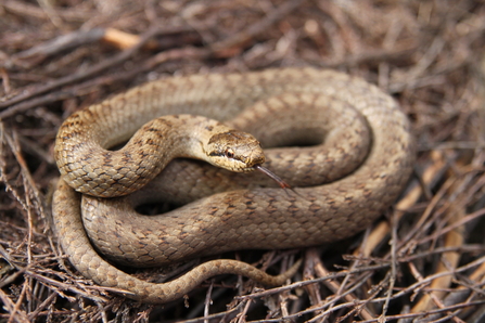 Smooth snake (c) Steve Davis