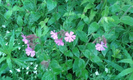 Red Campion Jo Hands