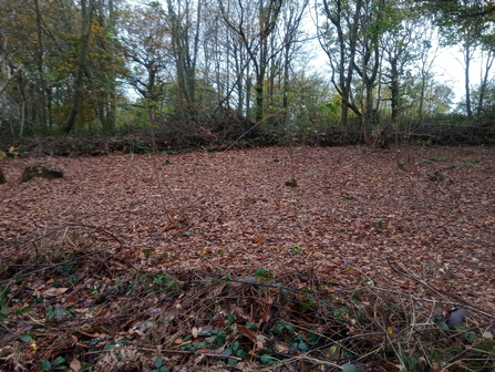 Coppiced area in Crackley Wood Jo Hands