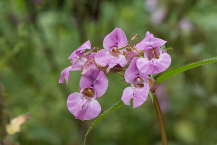 Himalayan balsam at Whitacre Heath by Steve Cheshire