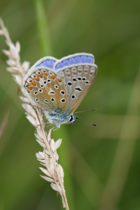 Common Blue at Whitacre Heath by Steve Cheshire