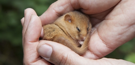 A dormouse nestled in a persons hands