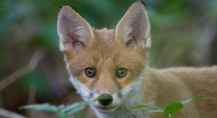 A young fox looks into the camera