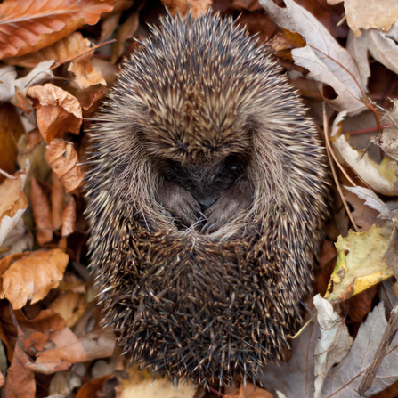 Hedgehog curled up in autumn leaves